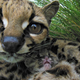 Illustration for article titled ZOMG BABY MARGAY!!! (Yes, there is a kitten in there.)